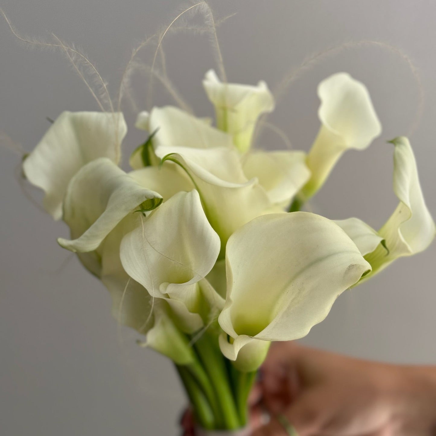 Bouquet of white calla lilies held by a hand against a plain background