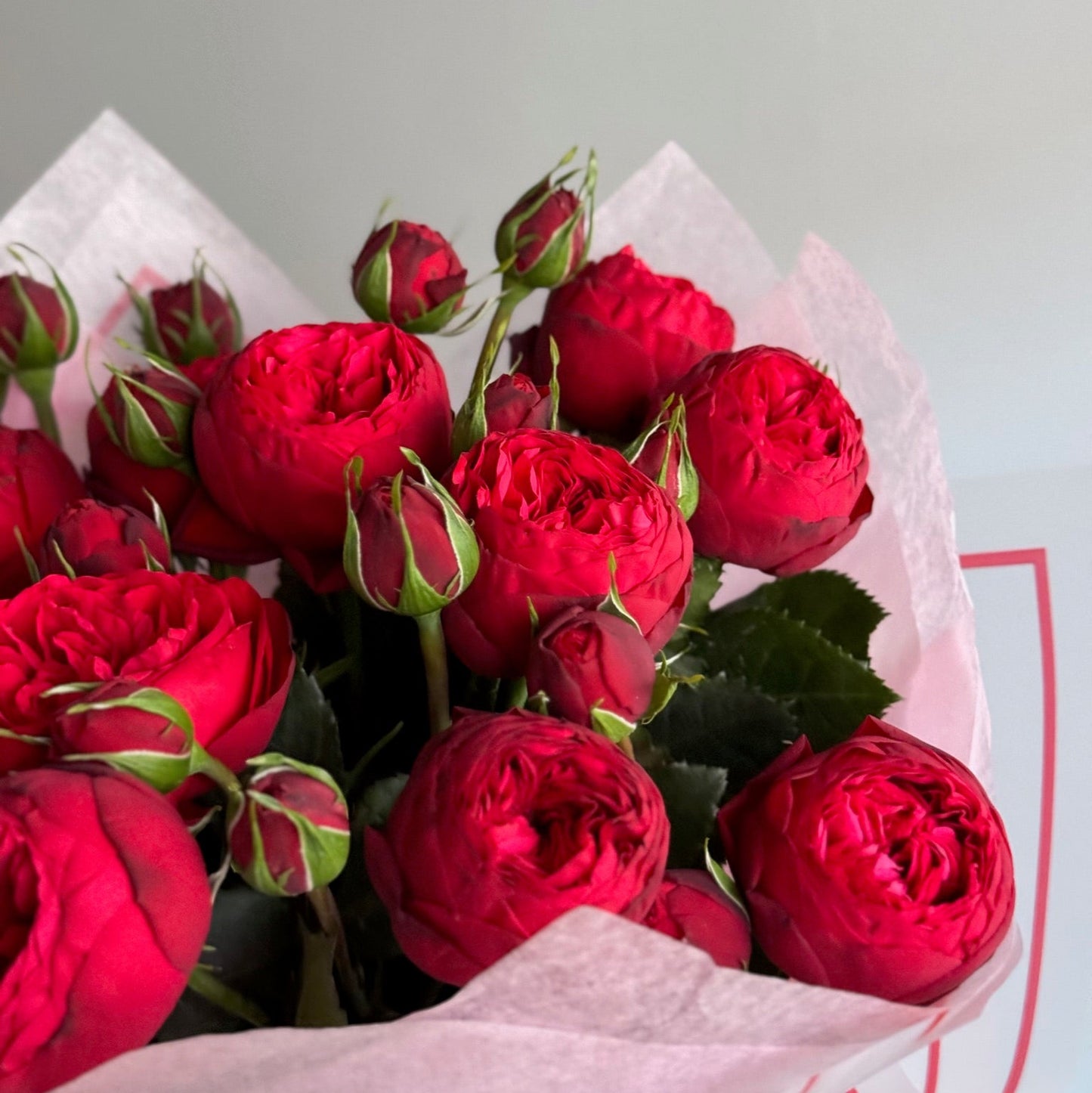 Trandafiri roșii de grădină Red Piano