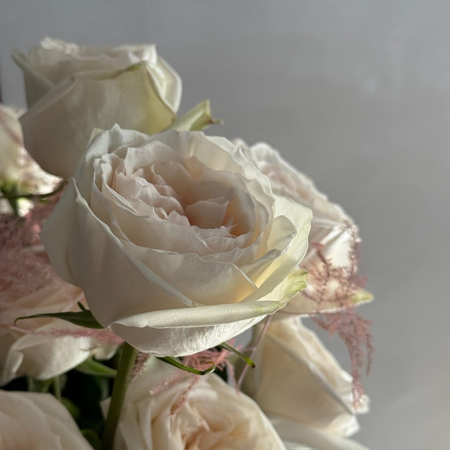 Close-up of white and pink roses on a light gray background