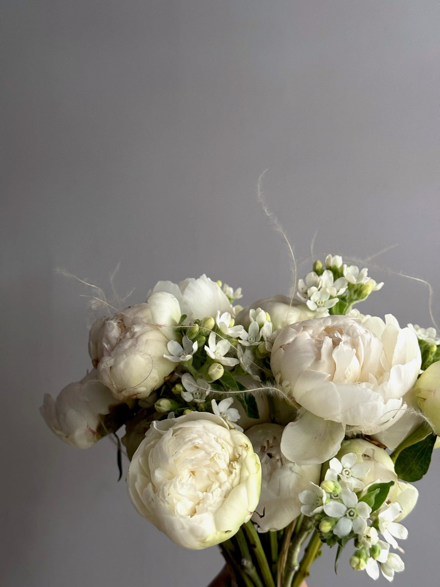 Bouquet of white flowers with greenery on a gray background